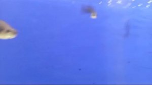 черный монах