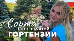 Сорта гортензии метельчатой в Ромашкино Парк: цветение на пике декоративности