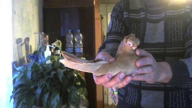 Желтые