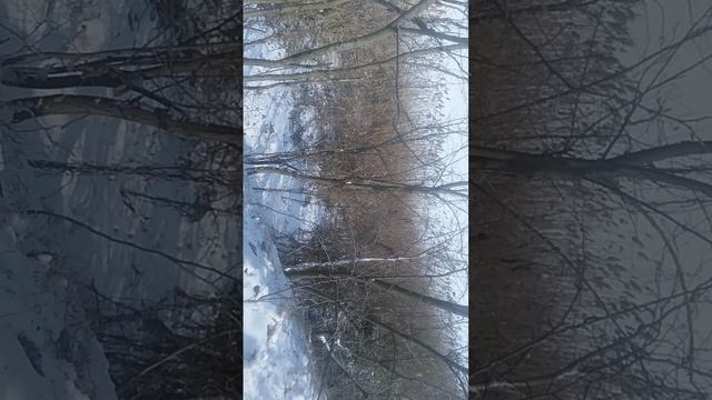 На берегу  камыш VID_20250225_131037