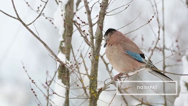 Сойката - най-любопитната информация за вида събрана в двуминутно видео смотреть онлайн