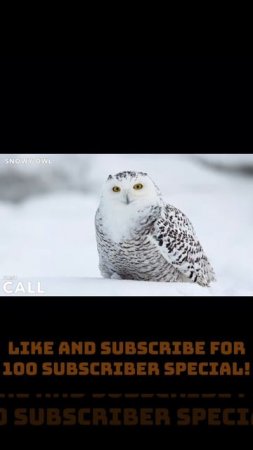 SNOWY OWL SOUNDS #snowyowl #owls #birdsounds #birdslover