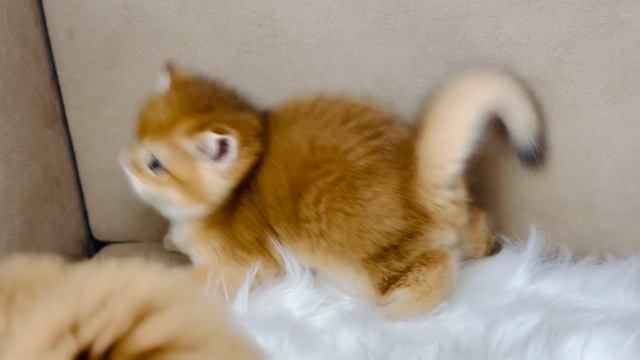 Британские золотые котята смотреть онлайн