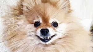 Шпиц протестует против почесываний животика!