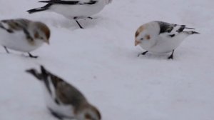 Пуночка или снежный подорожник (лат. Plectrophenax nivalis). На Камчатке.
