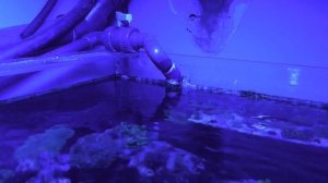 Как красиво и эргономично уложить провода в твоём аквариуме ☠️