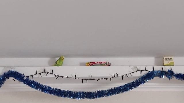 Волнистый #Попугай Поет под звуки природы и музыку - #Budgerigar Bird sings to music & nature sound смотреть онлайн