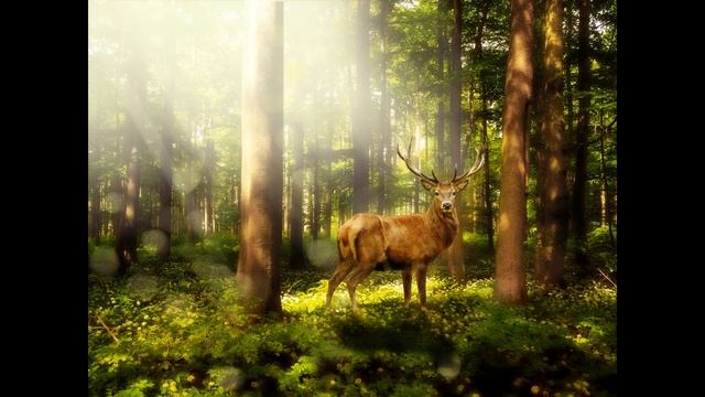 Enchanted Forest смотреть онлайн