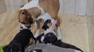 Новости из щенятника фев25г