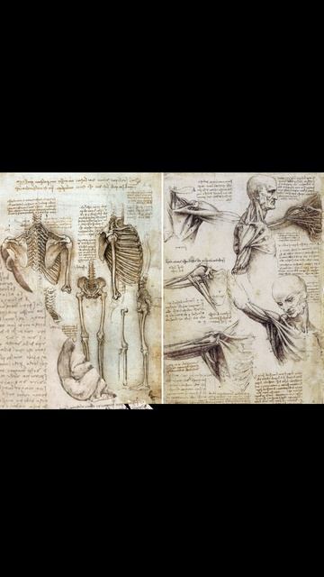 Анатомические исследования Леонардо да Винчи #историческийфакт #история #интересно #shorts #short