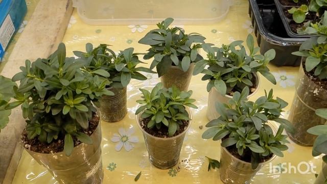 Однолетние цветы, баклажаны монстры, черенкование метельчатых гортензий смотреть онлайн