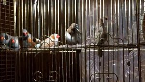 Наши амадины