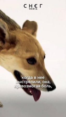 Живая мишень