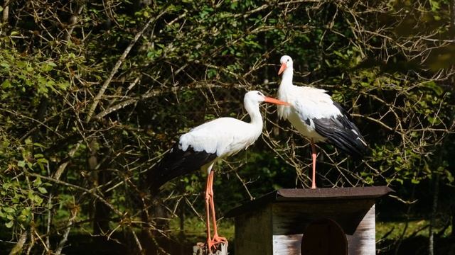 Какие звуки издаёт аист#птицы#белый аист# смотреть онлайн