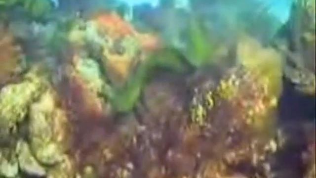 Bartók, Béla -- Concerto for Orchestra - Elegie смотреть онлайн