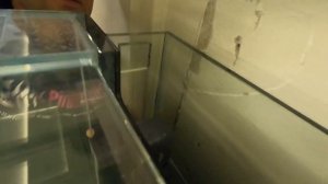 Морской аквариум на тонну на жирной начинке от RE GHL ECOTECH часть 1