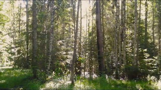 ЛЕСНАЯ БЕСКОНЕЧНОСТЬ (360p) И. С. Бах ТКТ Прелюдия No 9 Ми мажор - клавесин Kenneth Gilbert смотреть онлайн