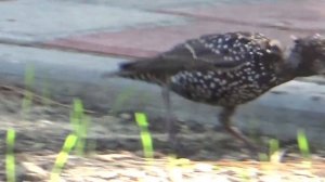 Пение скворца