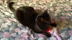 Милые котики ловят солнечный зайчик смешные стихи о кошках.