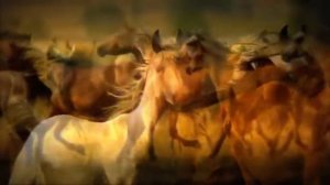 Лошади. Футажи