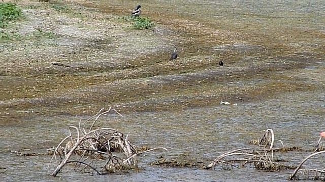 Утки, чибис, скворец и пение соловья в иловой карте смотреть онлайн