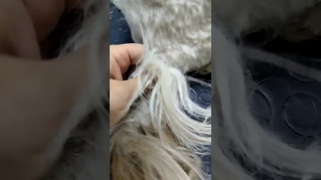 Ёсик  #стрижкасобак #колтуны #груминг #viral #fur #cat #pet #animal #домашниеживотные#грумингшитцу
