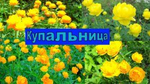 КУПАЛЬНИЦА КРАСИВЫЙ ЦВЕТОК ДЛЯ САДА