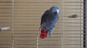 ГОВОРЯЩИЙ ПОПУГАЙ РАЗГОВАРИВАЕТ, СМЕЁТСЯ И ПОВТОРЯЕТ ЗВУКИ