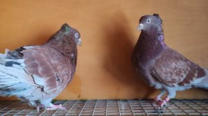 Сербский голуби