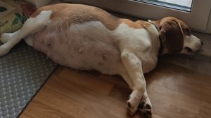 Бигль Санта на сносях, кошка Ириска "в загуле"