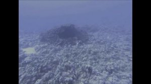 Оксана Темпл дайвинг