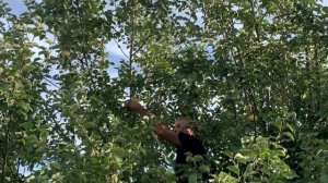 Шашлык из рёбрышек