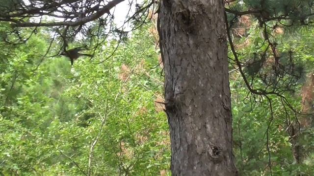 Сойка смотреть онлайн