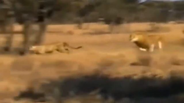 Rhinoceros Vs other animals fighting video 3@kankoththi2018 смотреть онлайн