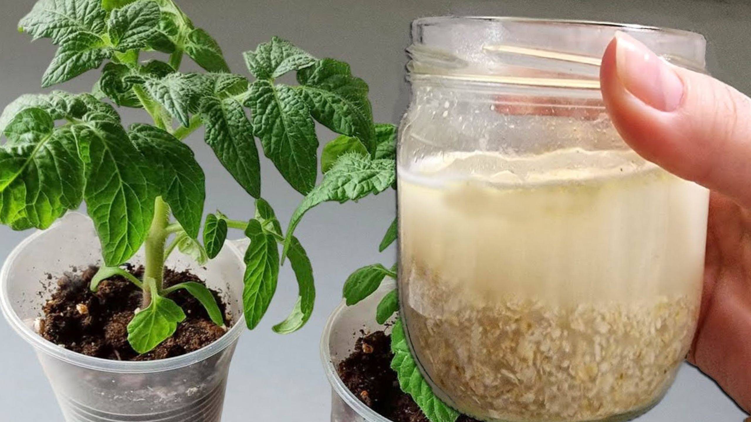 🌿 Томаты, огурцы и перцы станут жирненькими, коренастыми и невероятно урожайными! 🍅🥒🌶️
