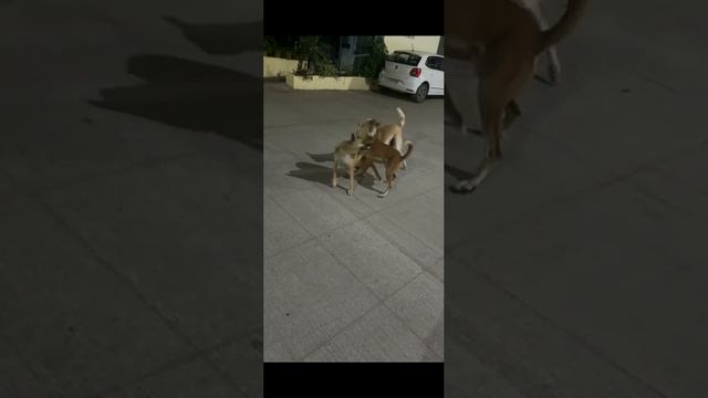 #Индия#собачийдвиж#ночнаяжизнь#