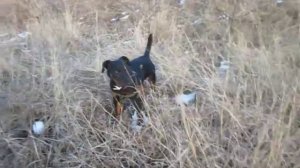 ягдтерьер Инди первый раз в поле