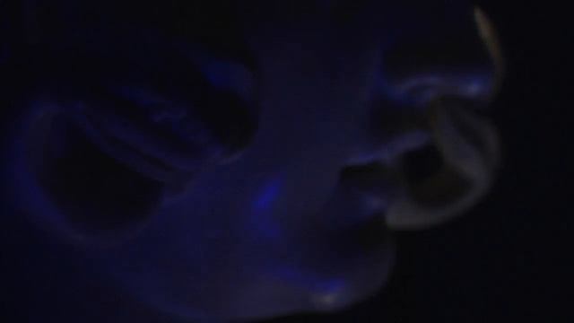 "Medusa tra luce ed emozione" смотреть онлайн