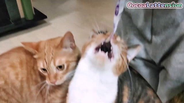 オヤツと間違えて、飼い主の手を食べてしまった猫…