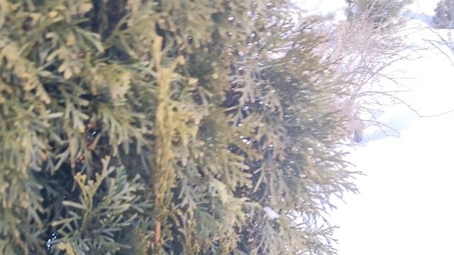 Туя. Много макушек. Прогулка