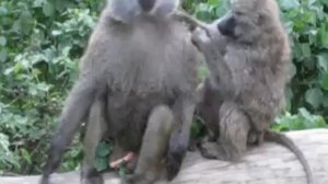 Кения. Обезьяны. Kenya. Monkeys