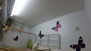 Песня японской амадины