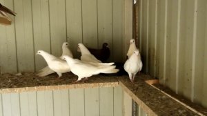 Голуби г Богучара  Дождались, Первые голубята 2024года