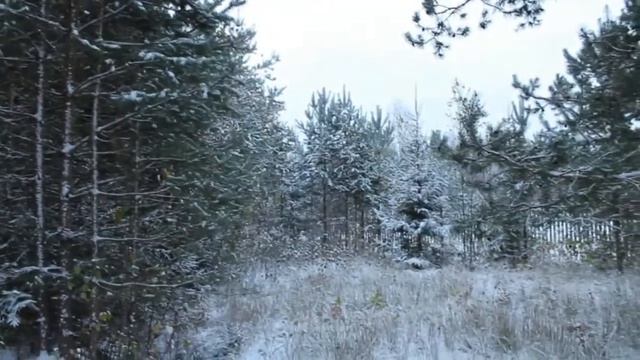Интро "Лес, первый снег" (без звука) смотреть онлайн