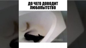 До чего доводит любопытство...?