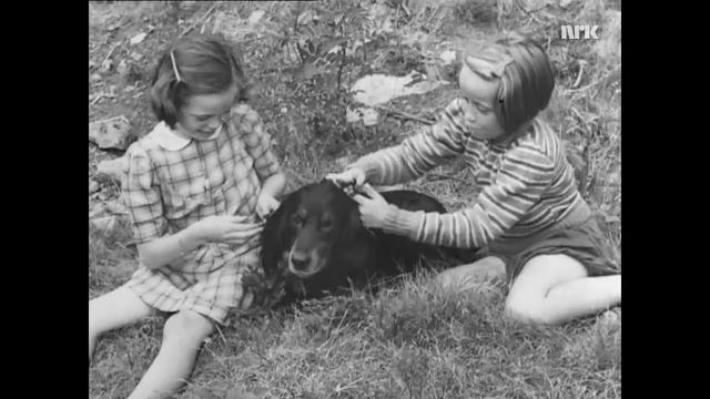 1941. Filmavisen Newsreel, Norsk filv A-S. Норвежские новости. № 01 (1941.08.04)