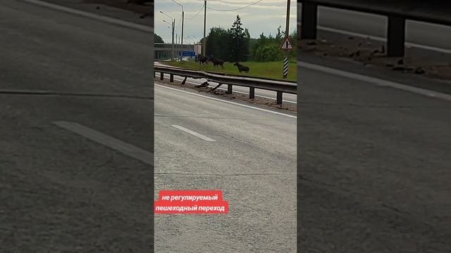 Пешеходный переход