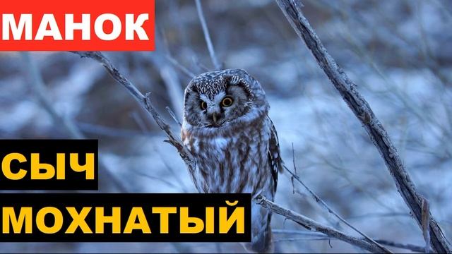 🔊ГОЛОС (МАНОК) СЫЧ МОХНАТЫЙ - КАК ОБИЖАЕТСЯ? смотреть онлайн