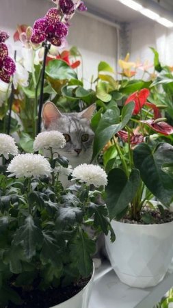 ВСЕМ ДОБРОЕ САДОВО-ЦВЕТОЧНОЕ УТРО! #сад #цветы