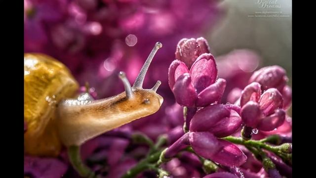 Летящей походкой смотреть онлайн